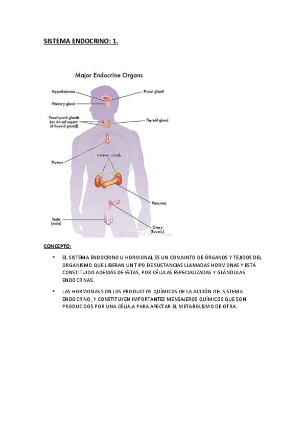 Miniatura del documento APARATO-ENDOCRINO.pdf