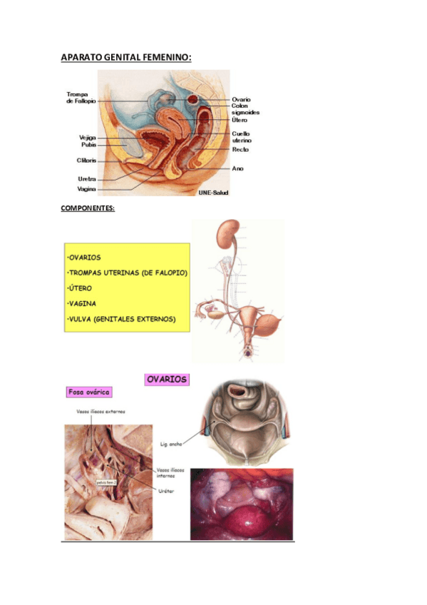 Miniatura del documento APARATO-GENITAL-FEMENINO.pdf