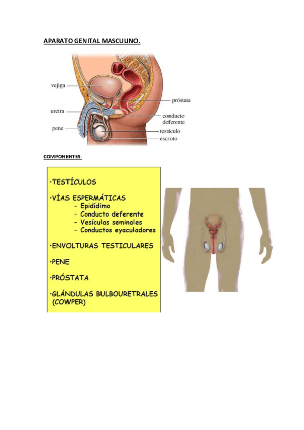 Miniatura del documento APARATO-GENITAL-MASCULINO.pdf