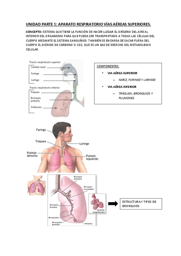Miniatura del documento APARATO-RESPIRATORIO.pdf
