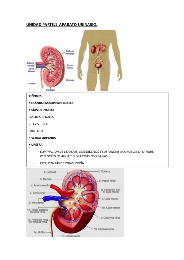 Miniatura del documento APARATO-URINARIO.pdf