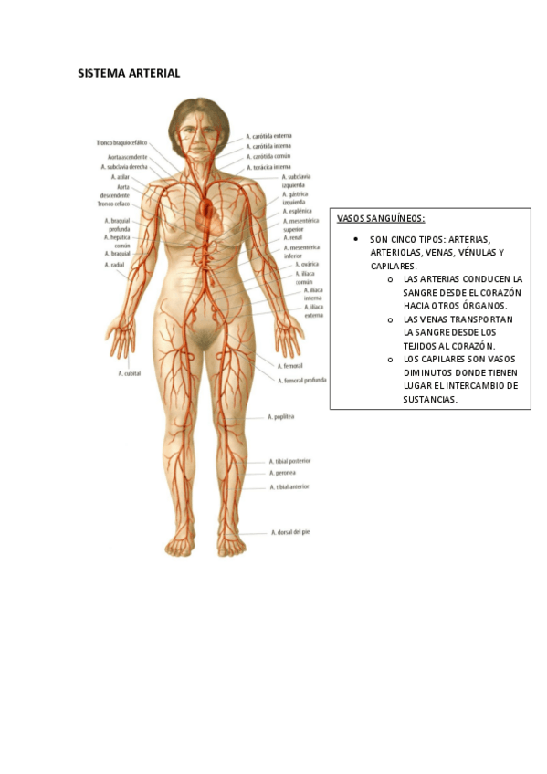 Miniatura del documento SISTEMA-ARTERIAL-APUNTES-1o-CUATRI.pdf