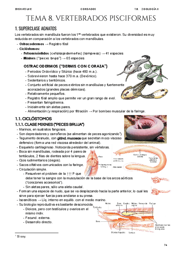 Miniatura del documento Tema-8-Vertebrados-pisciformes.pdf