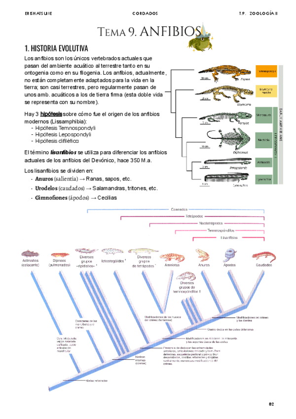 Miniatura del documento Tema-9-Anfibios.pdf