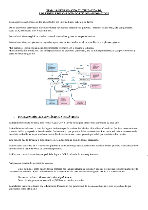 Miniatura del documento tema 24.-esqueletos carbonados de aminoacidos.pdf