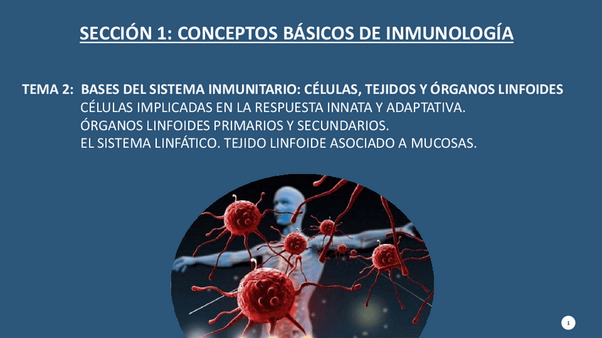 Miniatura del documento Tema-2.-Bases-del-sistema-inmunitario-celulas-tejidos-y-organos-linfoides.pdf