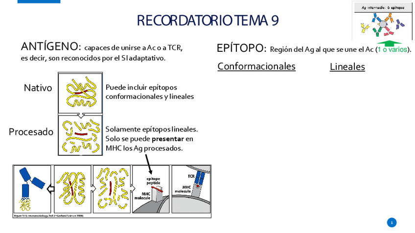 Miniatura del documento Tema-10.-Anticuerpos.pdf