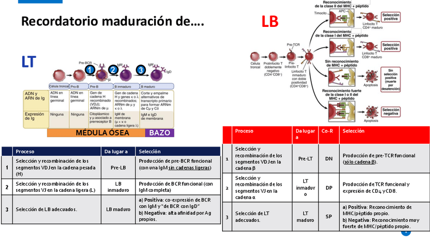 Miniatura del documento Tema-14.-Activacion-de-LT-vigenes.pdf