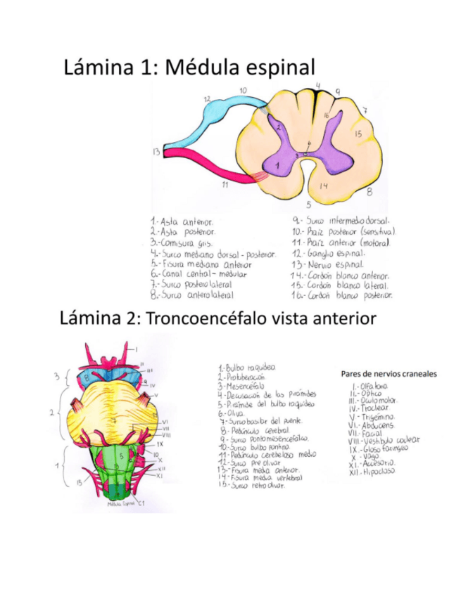 Miniatura del documento Portafolio-de-Neuroanatomia-II.pdf