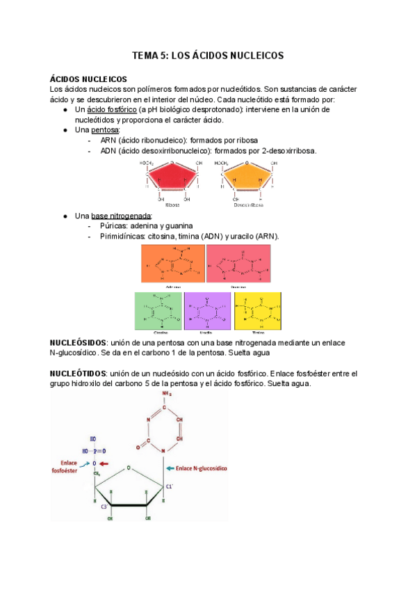 Miniatura del documento TEMA-5-LOS-ACIDOS-NUCLEICOS.pdf