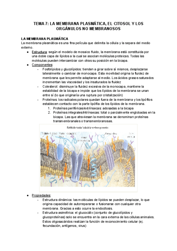 Miniatura del documento TEMA-7-LA-MEMBRANA-PLASMATICA-EL-CITOSOL-Y-LOS-ORGANULOS-NO-MEMBRANOSOS.pdf