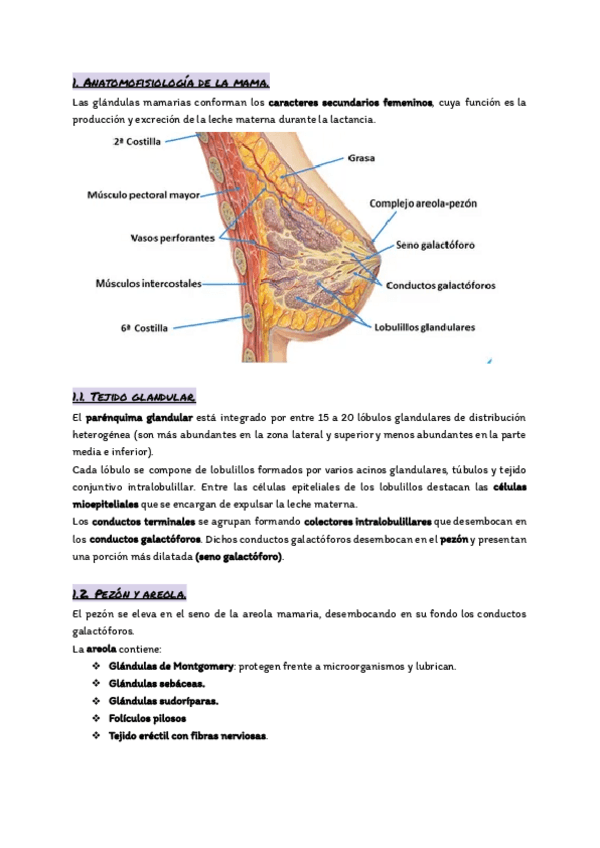 Miniatura del documento Tema-20.-La-mama.pdf
