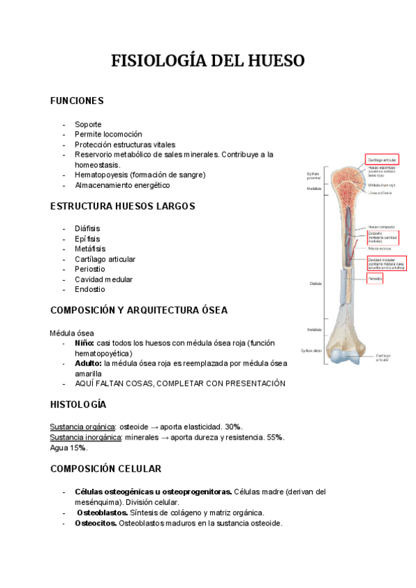 Miniatura del documento FISIOLOGIA-DEL-HUESO-1.pdf