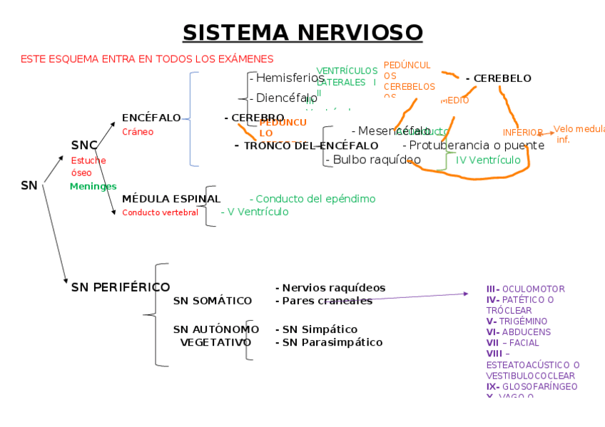 Miniatura del documento ESQUEMA-SISTEMA-NERVIOSO.docx
