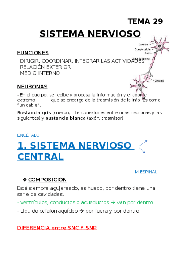 Miniatura del documento TEMA-29-SISTEMA-NERVIOSO.docx