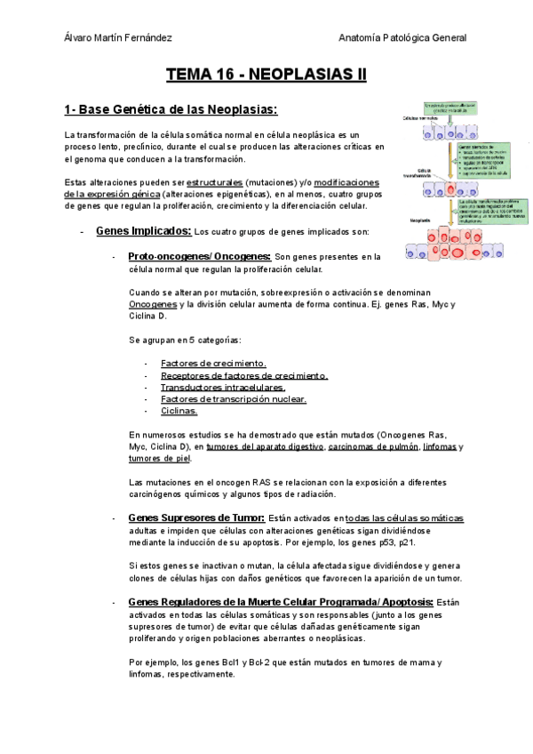 Miniatura del documento TEMA-16-NEOPLASIAS-II.pdf