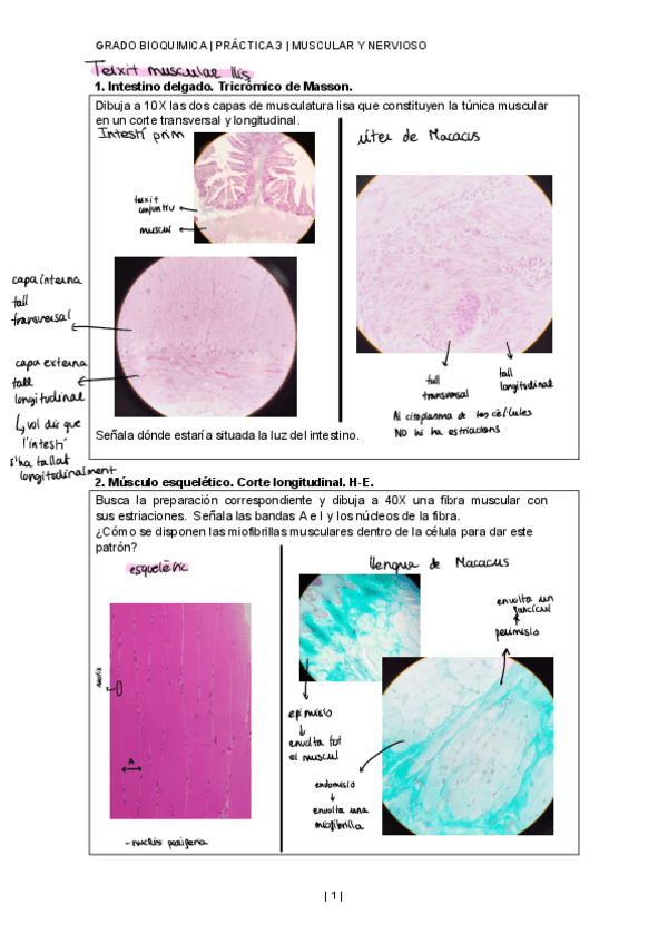 Miniatura del documento ActivitatsPractica-3HistologiaBQ.pdf