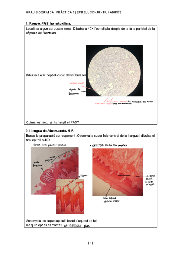 Miniatura del documento ActivitatsPractica-1HistologiaBQ.pdf
