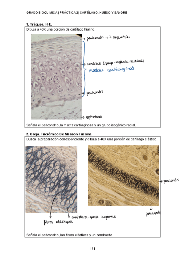 Miniatura del documento ActivitatsPractica-2Histologia-BQ.pdf