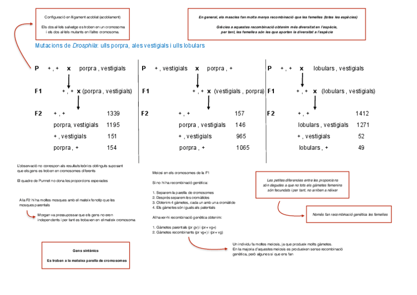 Miniatura del documento Exemple-encreuaments-T5.pdf