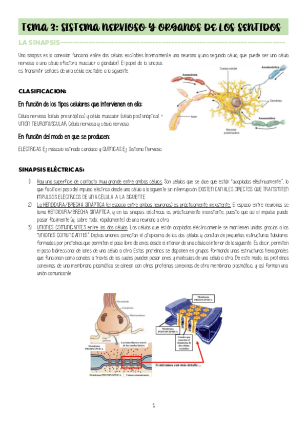 Miniatura del documento TEMA-3-ORGANOS-DE-LOS-SENTIDOS-Y-SISTEMA-NERVIOSO.pdf