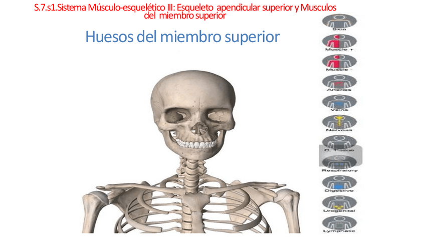 Miniatura del documento DIAPOSITIVAS-Sistema-Musculo-esqueletico-III-Esqueleto-apendicular-superior-y-Musculos-del-miembro-superior.pdf