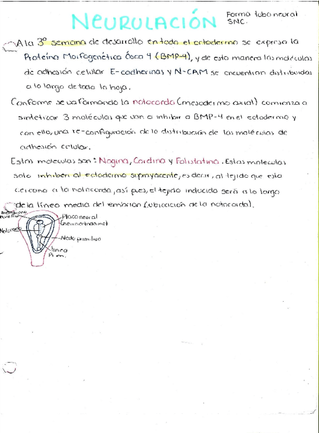 Miniatura del documento Neurulacion.pdf