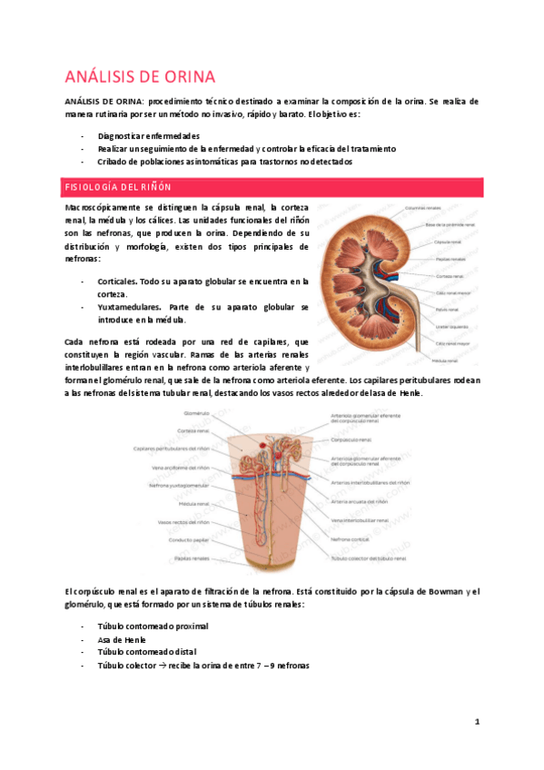 Miniatura del documento Teoría-Hematología.pdf