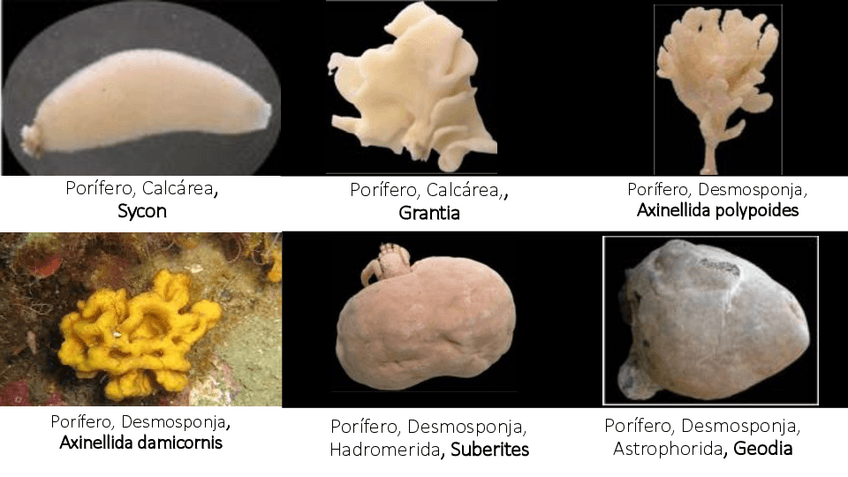 Miniatura del documento Visu-zoologia.pdf