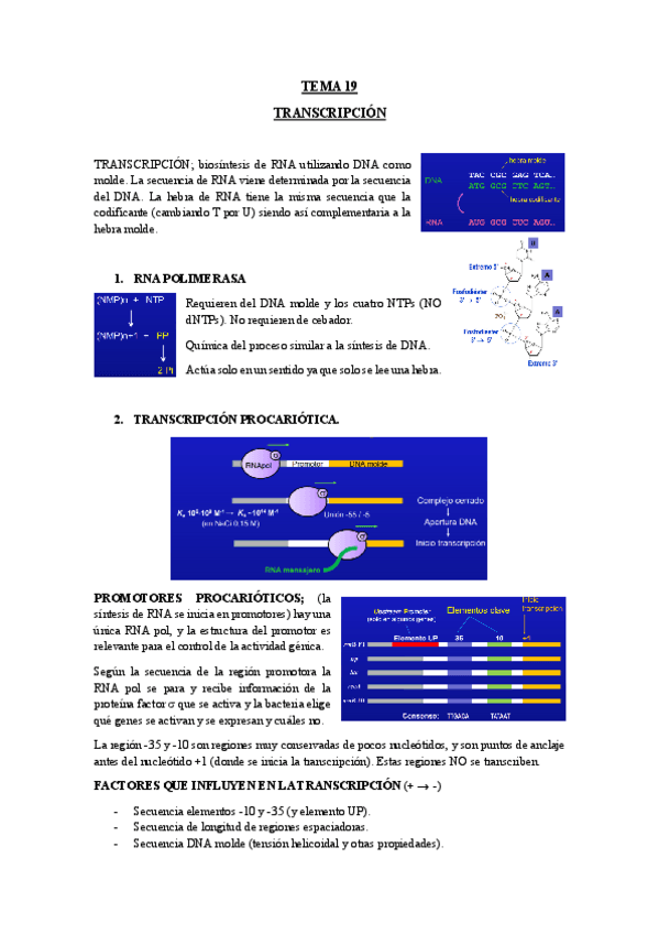 Miniatura del documento TEMA-19-TRANSCRIPCION.pdf