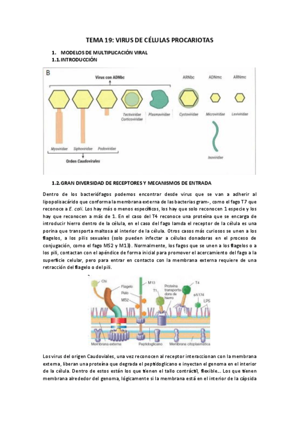 Miniatura del documento TEMA-19.pdf