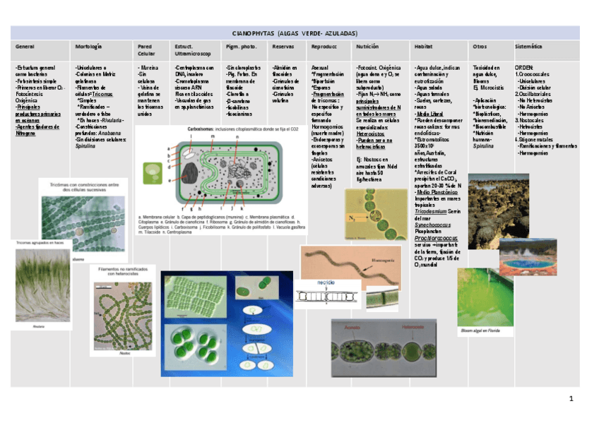 Miniatura del documento Tabla-Tipos-copia.pdf
