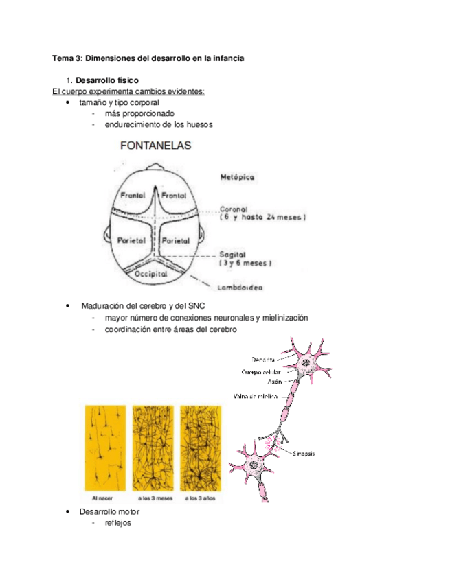 Miniatura del documento Tema-3-el-desarrollo-biosocial-en-la-etapa-de-la-Educacion-Infantil.pdf