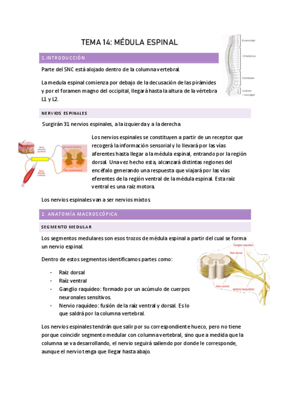 Miniatura del documento TEMA-14-MEDULA-ESPINAL.pdf