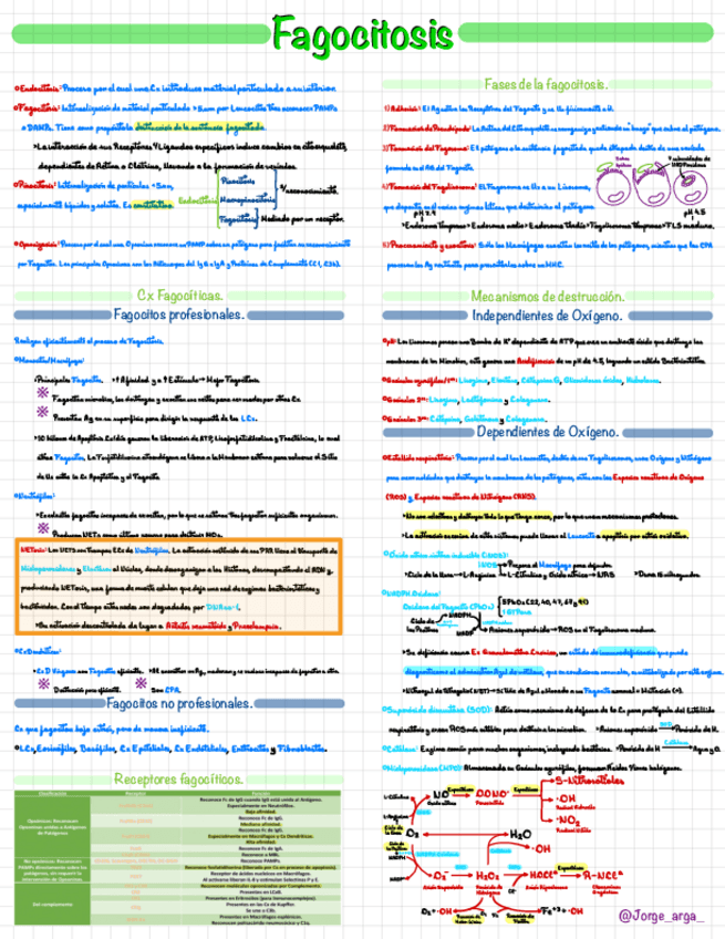 Miniatura del documento Inmuno-2.5-Fagocitosis.pdf