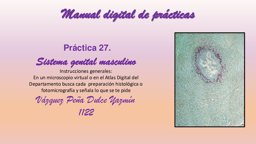 Miniatura del documento 27.-SISTEMA-GENITAL-MASCULINO.pdf