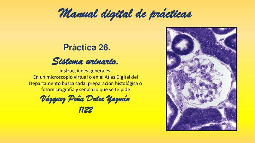 Miniatura del documento PRACTICA-26.-SISTEMA-URINARIO.pdf