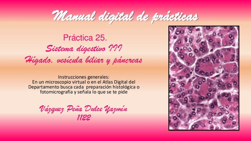 Miniatura del documento PRACTICA-25.-SISTEMA-DIGESTIVO-III.pdf