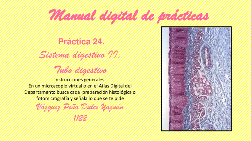 Miniatura del documento PRACTICA-24.SISTEMA-DIGESTIVO-II.pdf