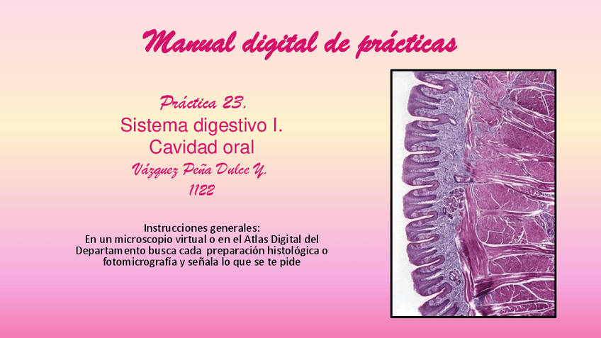 Miniatura del documento 1122PRACTICA-23.-SISTEMA-DIGESTIVO-I.pdf