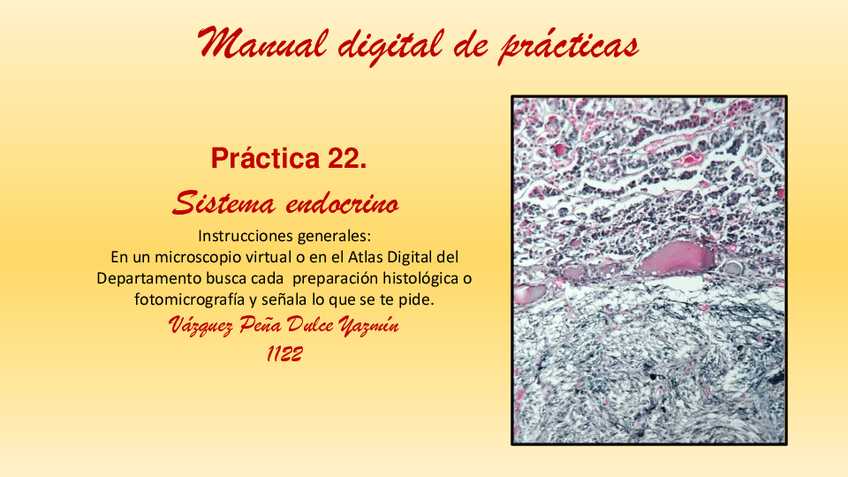 Miniatura del documento PRACTICA-22.-SISTEMA-ENDOCRINO.pdf