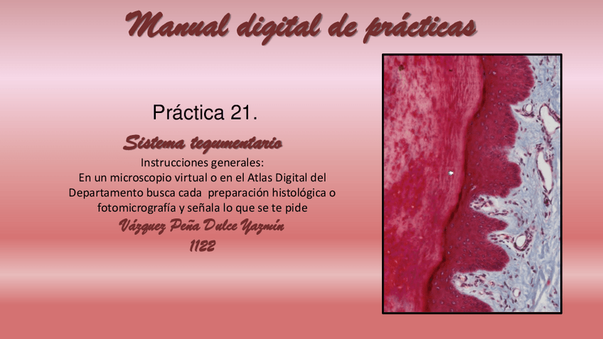 Miniatura del documento PRACTICA-21.-SISTEMA-TEGUMENTARIO.pdf