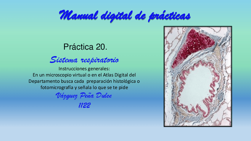 Miniatura del documento PRACTICA-20.-SISTEMAS-RESPIRATORIO.pdf