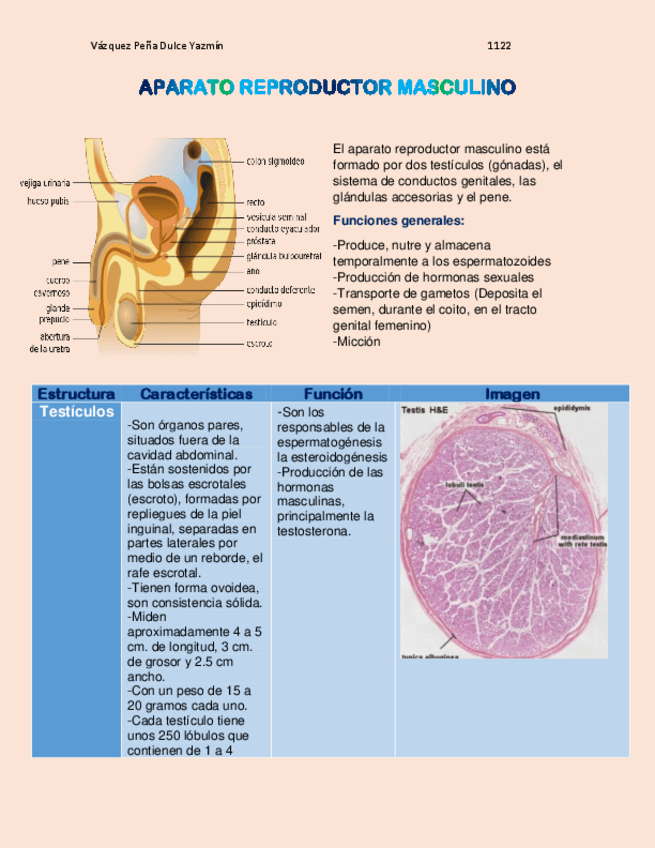 Miniatura del documento APARATO-REPRODUCTOR-MASCULINO.pdf