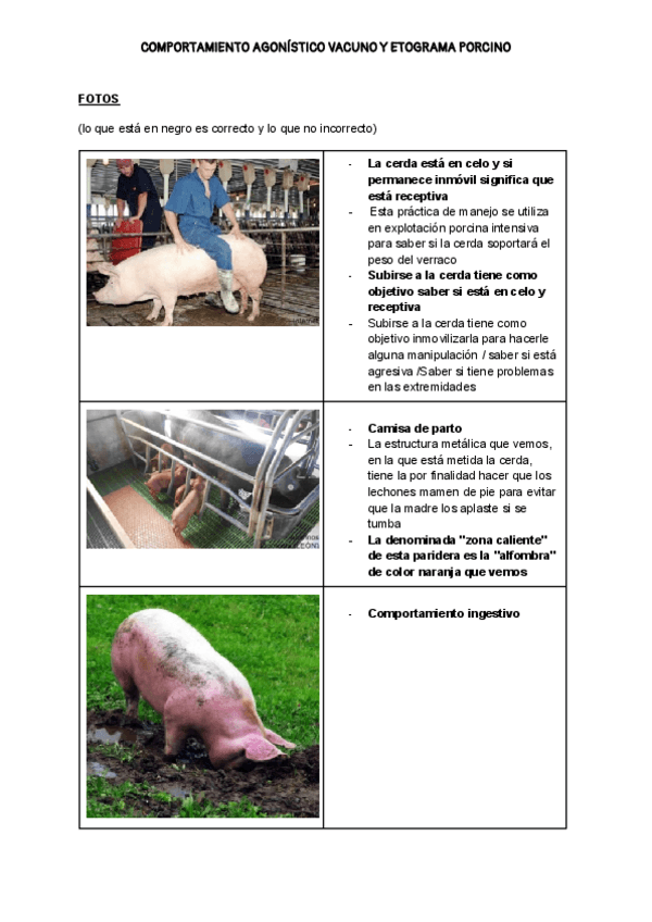 Miniatura del documento Comportamiento agonístico vacuno y etograma porcino.pdf