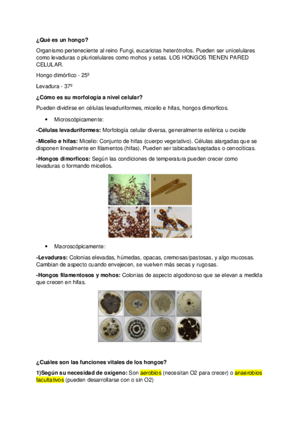 Miniatura del documento Tema-7-Hongos.pdf