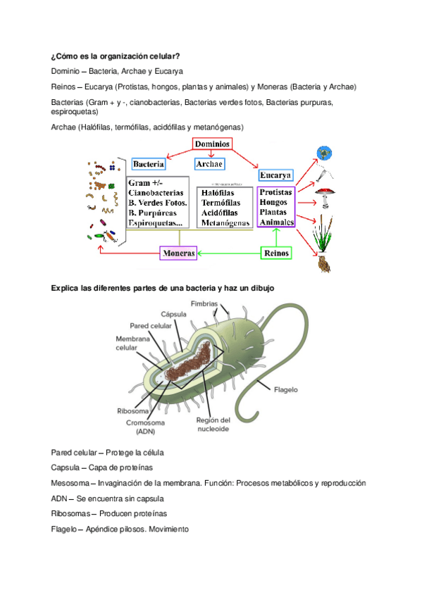 Miniatura del documento Tema-2-Bacterias.pdf