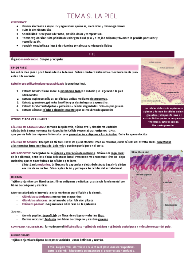 Miniatura del documento Piel.pdf
