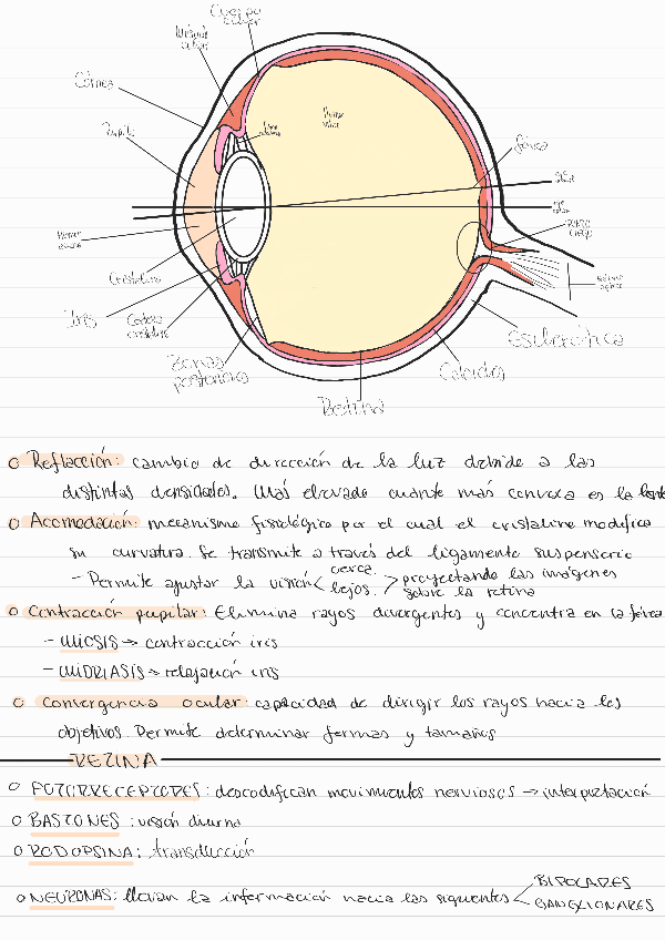Miniatura del documento fisiologia-del-ojo-humano.pdf