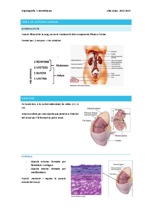 Miniatura del documento Tema-14-sistema-urinari.pdf